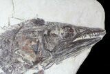 Cretaceous Cimolichthys Skull & Vertebrae - Niobrara Chalk, Kansas #62787-1
